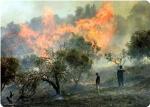 DataFiles_Cache_TempImgs_2010_2_images_News_2010_10_08_olive-trees-on-fire_300_0