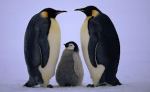 Emperor+Penguin+images