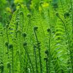 ferns1
