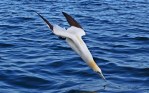 gannet_2290655b