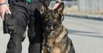 k-9s-alert-93-percent-of-the-time