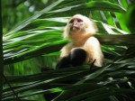 monkey_looking_up.jpg.662x0_q100_crop-scale