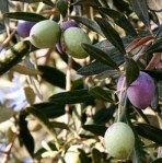 olivetree-395×400
