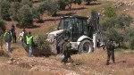 olivetree2