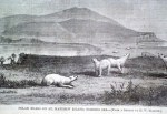 pb-on-st-matthew-from-elliott-sketch-image052_rare-newspapers