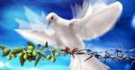 PeaceDove03