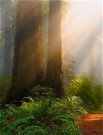redwoods