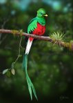 resplendent_quetzal_by_rick_lilley