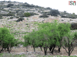wadaq2-600×450