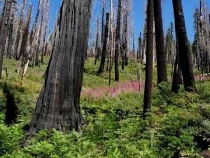 wildfire_forest_bevington