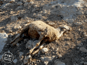 dead-sheep-300x225