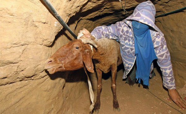 gaza-tunnels-smuggling-lamb