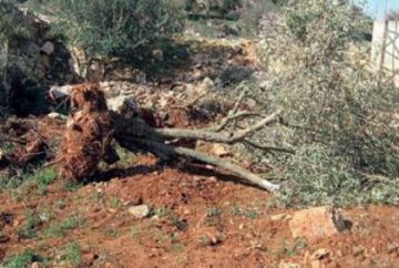 uprooted-olive-tree-e1471332030329