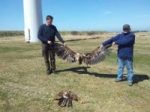 deadbirdturbine