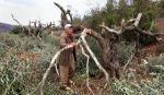 palestinian-man-inspects-olive-tree-cut-by-settlers