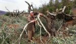 palestinian-man-inspects-olive-tree-cut-by-settlers