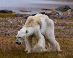 polarbear_171209_sealegacy_1