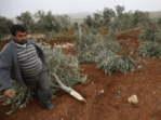 cuttrees-e1546945821411