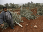 cuttrees-e1546945821411