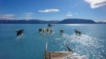 _107427925_greenlanddogsice