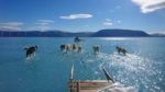 _107427925_greenlanddogsice