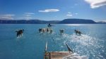 _107427925_greenlanddogsice