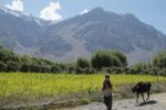 Farming_in_Suru_Valley_Ladakh