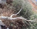 cuttrees-e1556700228458