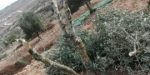 olivetree-PNN