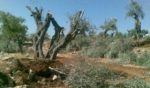 olivetrees-e1491809168716
