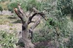 Olive-settlers-678×455