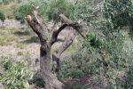 Olive-settlers-678×455