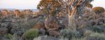 Namibia-bushveld-768×296