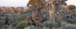 Namibia-bushveld-768×296