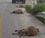 killsheep-e1614630393312