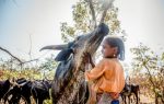 young-fulani-girl-with-cow-credit-catherine-tijerina