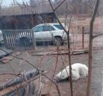 siberia_wandering-polar-bear-dzhebariki-khaya-2-east2west-news_photo-oxota_yakutsk-e1621118378647