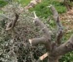 olivecut-e1624874619584