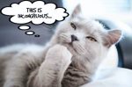 https___bucketeer-e05bbc84-baa3-437e-9518-adb32be77984.s3.amazonaws.com_public_images_8a0caba4-6b5c-4b7a-b233-2a49d92a5290_1400x931