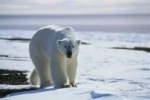Greenland-bear_web_shutterstock_111402647