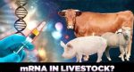 1677774043-THE-CORBETT-REPORT-MRNA-VACCINES-FOR-LIVESTOCK_hires