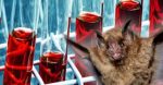 nih-bat-research-lab-colorado-feature-800×417