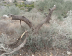 cuttree-e1732727574976